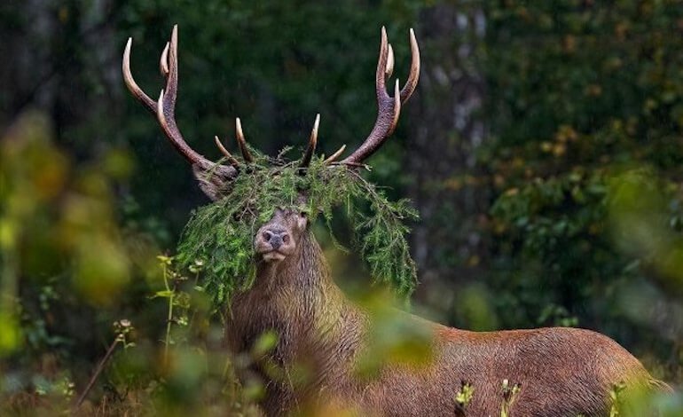 Una raccolta fondi per salvare le foreste antiche della Lituania