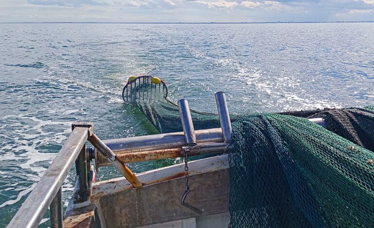 Una griglia antisqualo… per proteggere gli squali