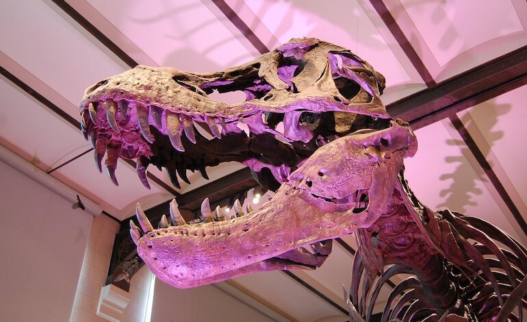La lenta crescita del Tyrannosaurus rex