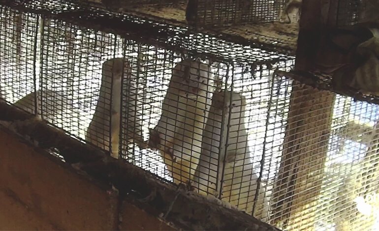 La Polonia vieta l’allevamento di animali da pelliccia