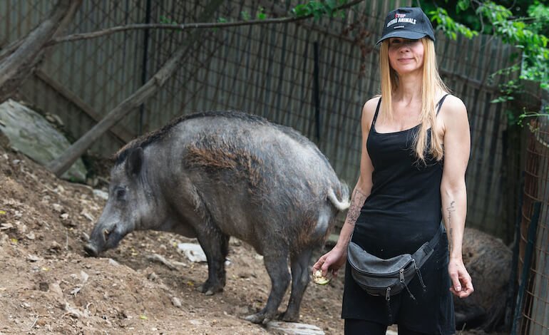 Il TAR del Lazio salva i cinghiali Naso e Rosino