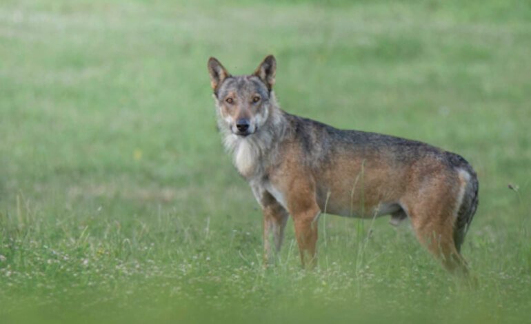 Decreto di declassamento del lupo