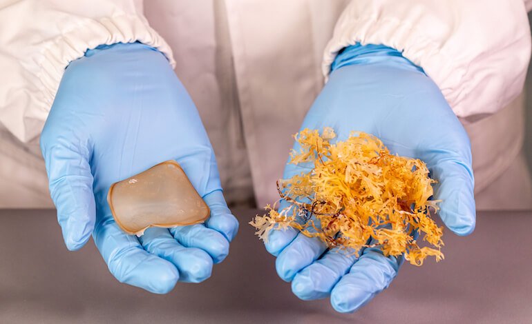 Un idrogel dalle alghe per far crescere le piante con poca acqua