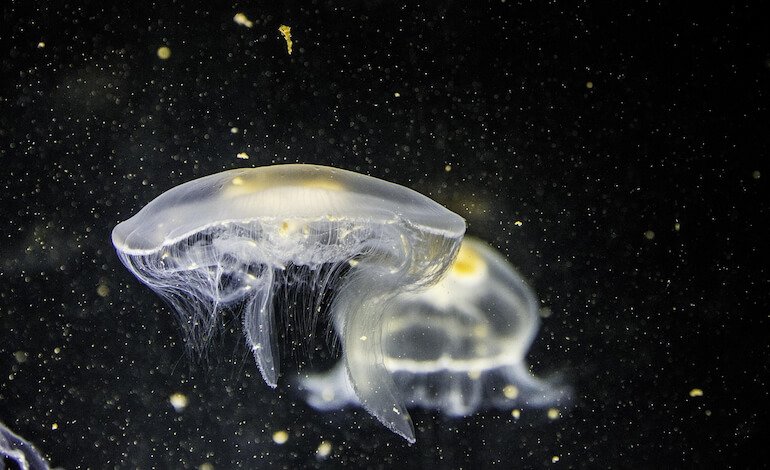 Anche le meduse dormono