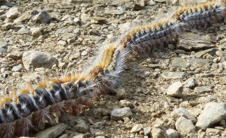 Uccelli predatori della processionaria del pino: alleati naturali delle foreste