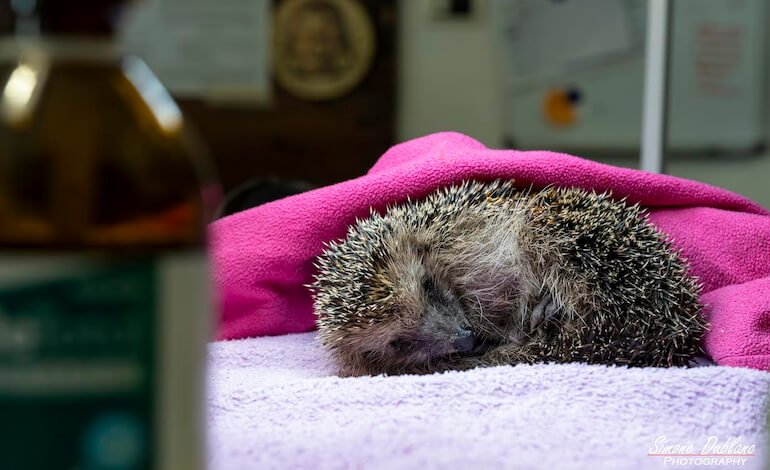 Ricci europei: una sentinella ambientale in pericolo