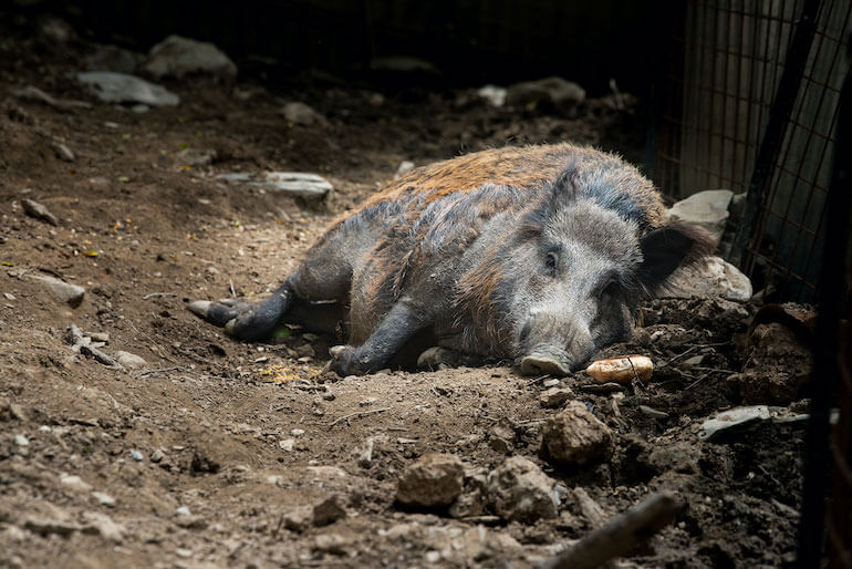 cinghiali Naso e Rosino