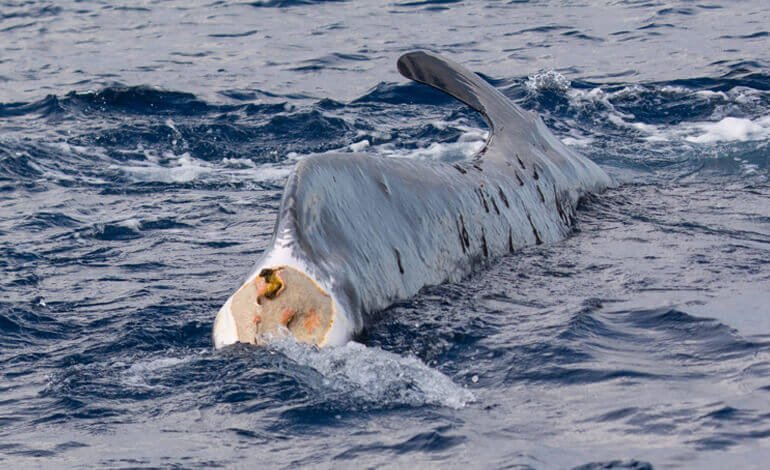 Racconto finale di una balena senza coda