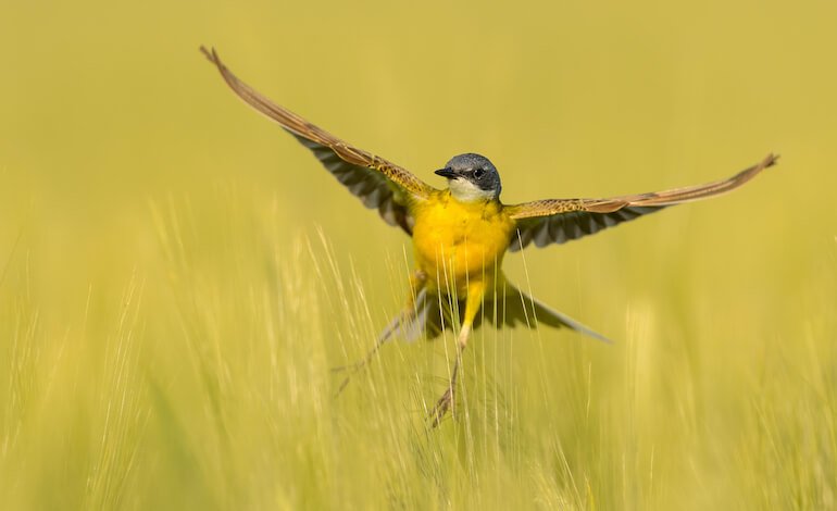 Urgente la Nature Restoration Law anche nelle aree agricole