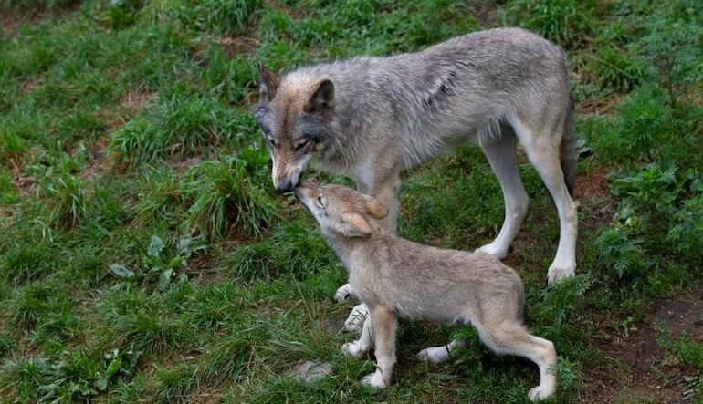 Il lupo “è cattivo”... solo nelle favole!