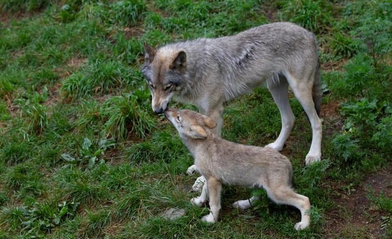 Il lupo “è cattivo”… solo nelle favole!