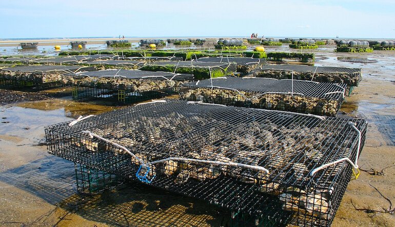 Oli essenziali di limone, timo e rosmarino al posto dei farmaci