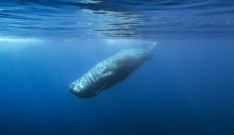Istituto Tethys, 40 anni in difesa dei cetacei