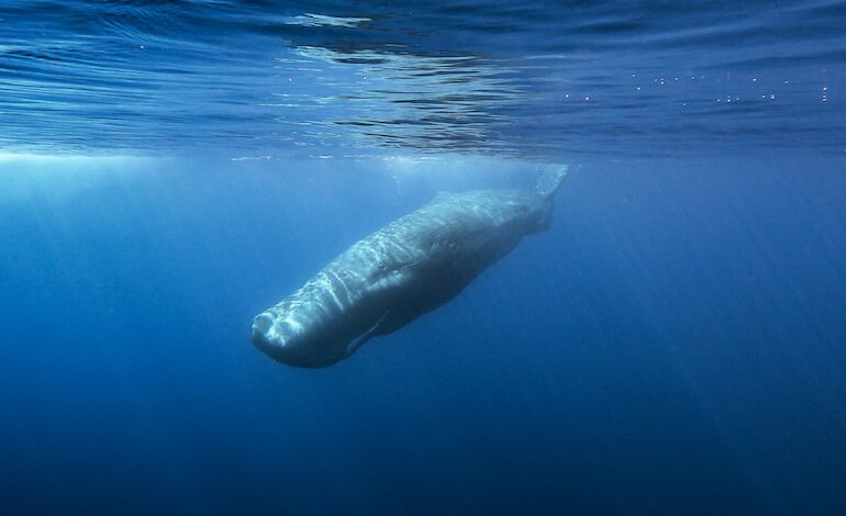 Istituto Tethys, 40 anni in difesa dei cetacei