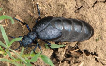 Il coleottero stratega