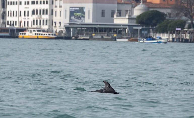 Un delfino a San Marco