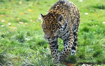 Il giaguaro sale in montagna