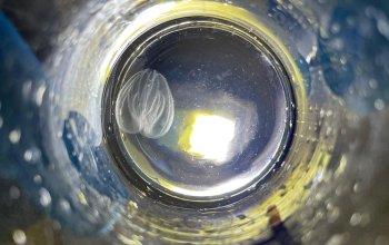 Ecosistema minacciato dalla noce di mare