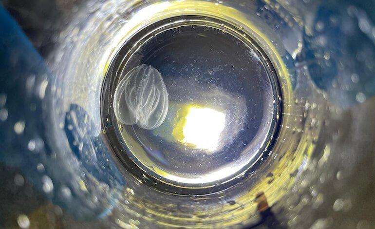 Ecosistema minacciato dalla noce di mare