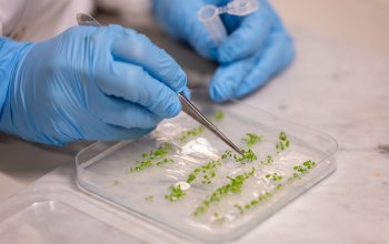 La pianta bioibrida che cattura più CO2