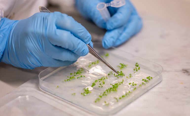 La pianta bioibrida che cattura più CO2