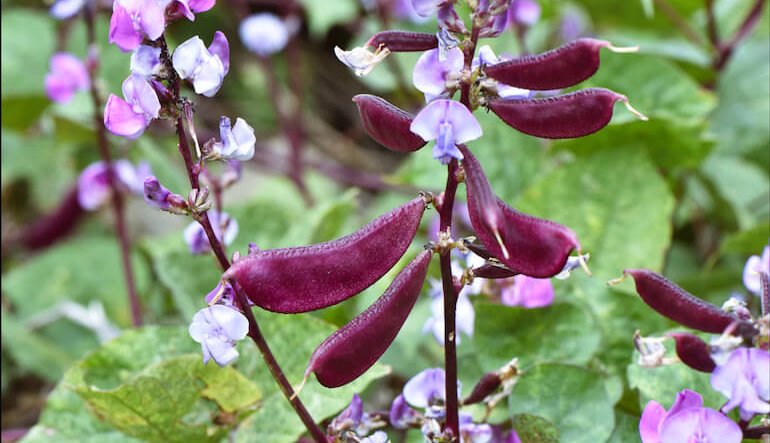 La natura parassitaria delle rampicanti