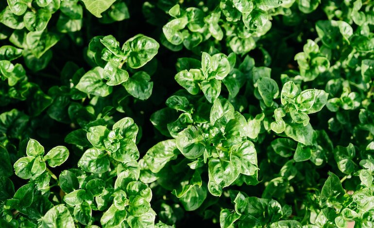 Foglie, fusto e radici delle piante si trasmettono i segnali di stress