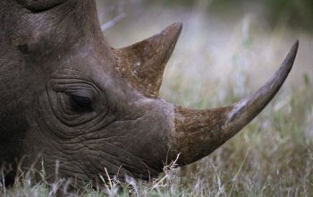 Buone notizie per i rinoceronti in Sudafrica