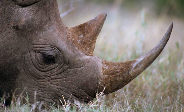Buone notizie per i rinoceronti in Sudafrica