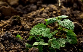 Alla ricerca di tecnologie contro il degrado dei suoli