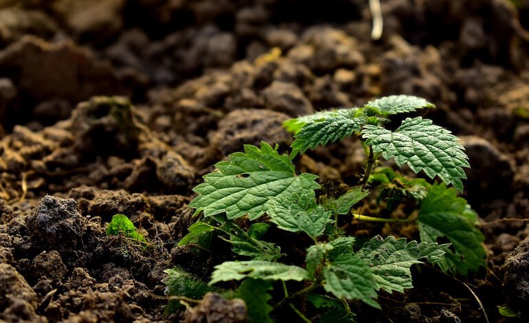 Alla ricerca di tecnologie contro il degrado dei suoli