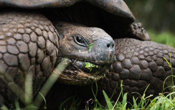 Le tartarughe giganti tornano sull'isola di Floreana dopo oltre 180 anni