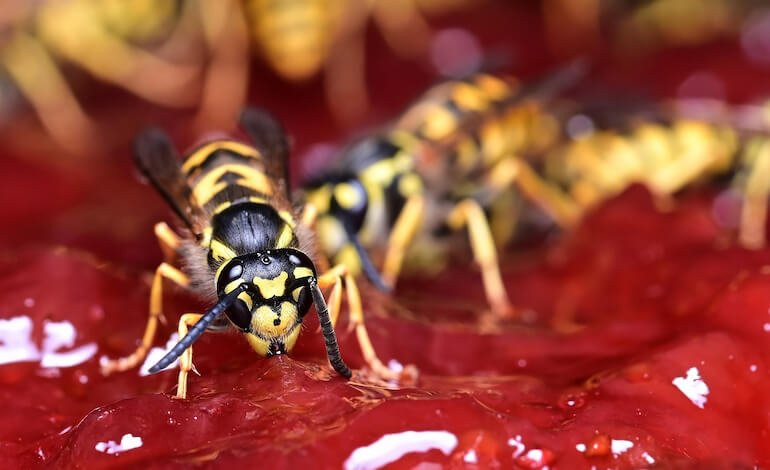 Insetti sotto attacco: vittime delle specie aliene