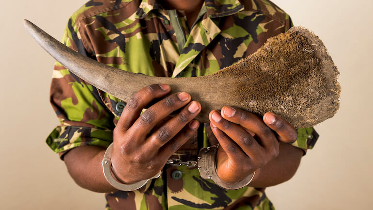 rinoceronti