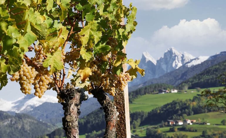 Cantina Valle Isarco: viticoltura alpina, tra natura, sostenibilità e futuro