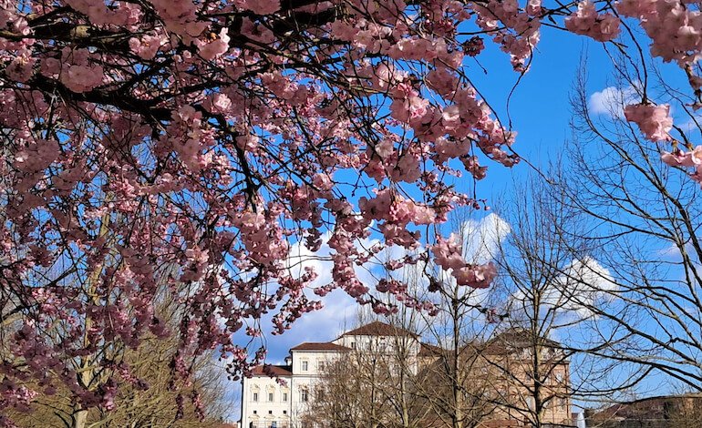 Hanami tra i sakura alla Reggia di Venaria