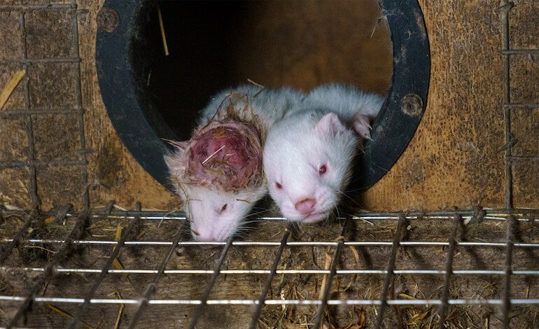 Altri 80.000 cittadini firmano la petizione per vietare le pellicce