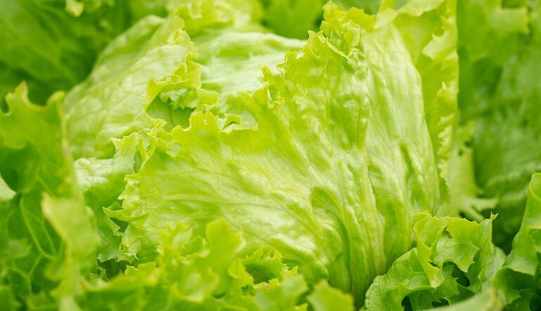 SIPO: coltivare identità, generare valore