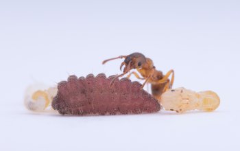 I segnali ritmici di bruchi e formiche per comunicare