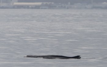 Scoperto con il DNA il “capodoglio pigmeo”