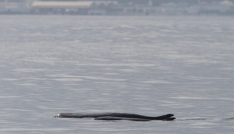Scoperto con il DNA il “capodoglio pigmeo”
