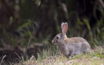 Tre bocciature del TAR al Piano straordinario fauna selvatica