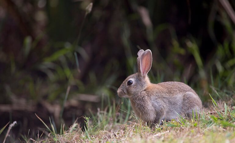 Tre bocciature del TAR al Piano straordinario fauna selvatica