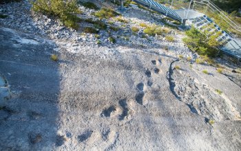 Una storia fatta più di orme che di scheletri