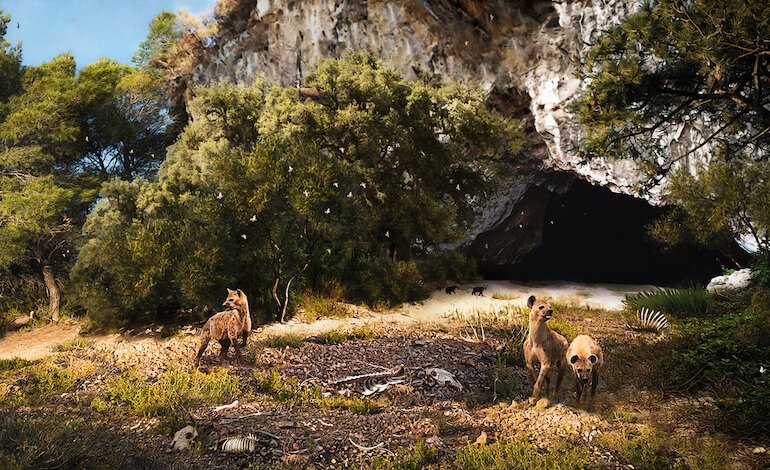 Ecologia e neuroanatomia delle iene pleistoceniche siciliane: il caso di Grotta San Teodoro