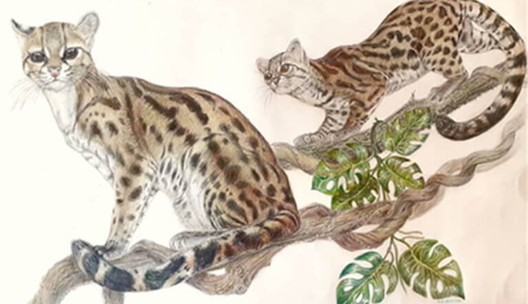 Mostra di disegni sulla biodiversità