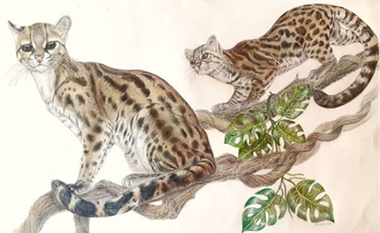 Mostra di disegni sulla biodiversità