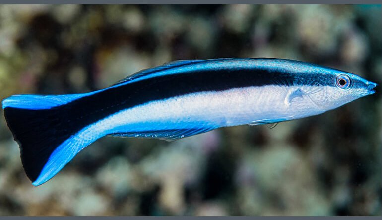 Il pesce pulitore e l'intelligenza da mammifero