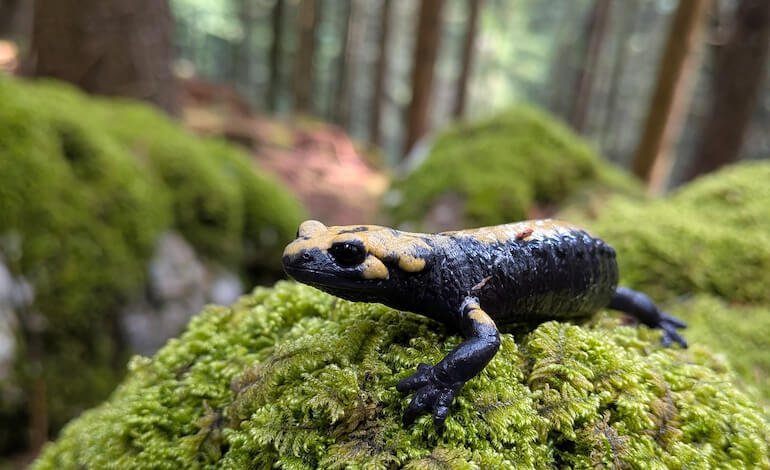 Straordinaria segnalazione della salamandra di Aurora in Val di Sella