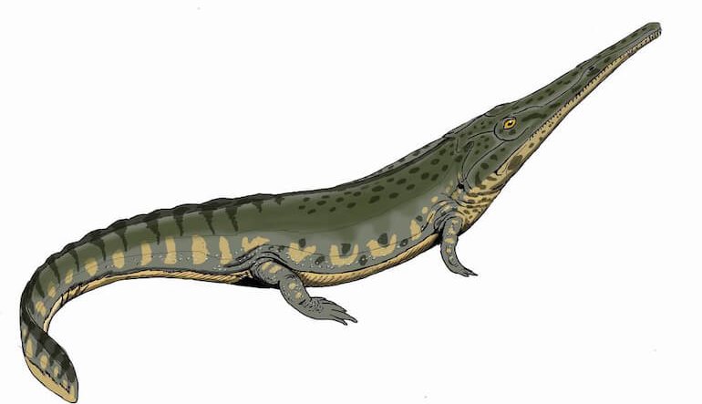 Riscoperte le salamandre di mare dell'Australia